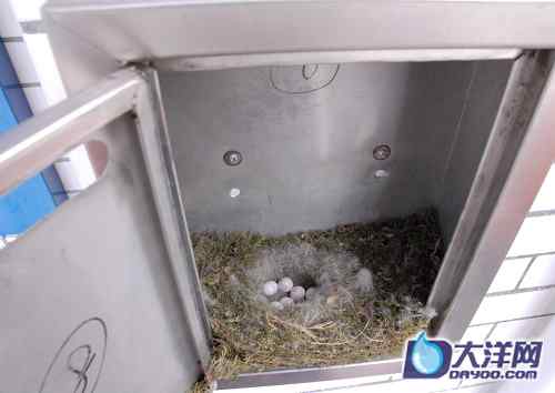 广州市派出所的鸟窝——小斑鸠