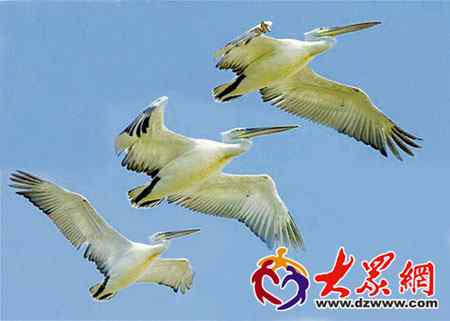 黄河三角洲:卷羽鹈鹕迁徙的天堂