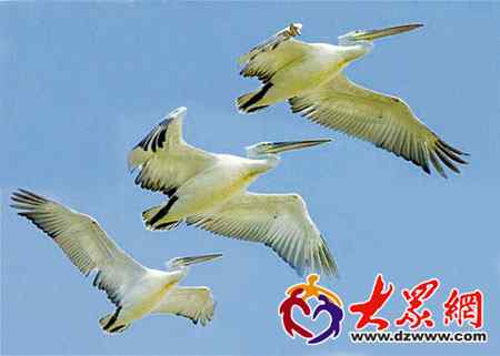 黄河三角洲:卷羽鹈鹕迁徙的天堂