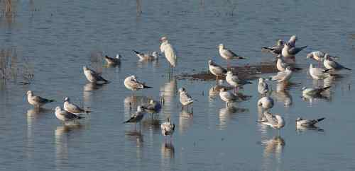 黄河口湿地——鸟的天堂