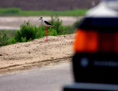鸟通人性 鸟的图片故事