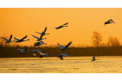 晨曦中的天鹅——百种姿态 百种美丽