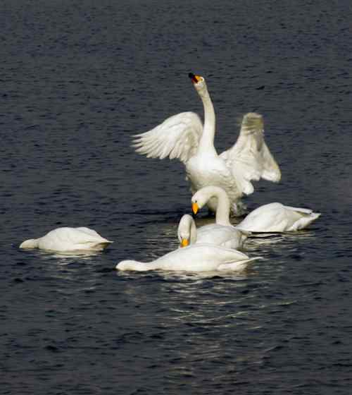 可爱天使 —— 天鹅