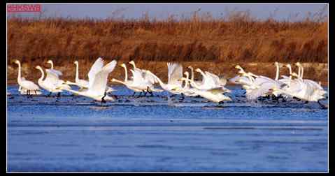 黄河故道——洁白的天鹅