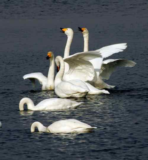 可爱天使 —— 天鹅