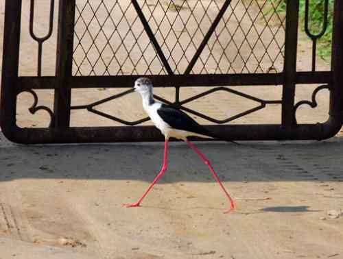 鸟通人性 鸟的图片故事