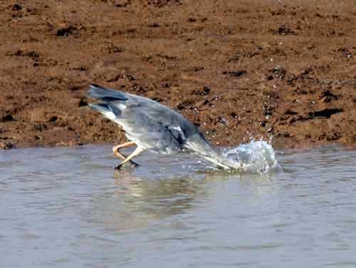 苍鹭捕鱼 长脖老等