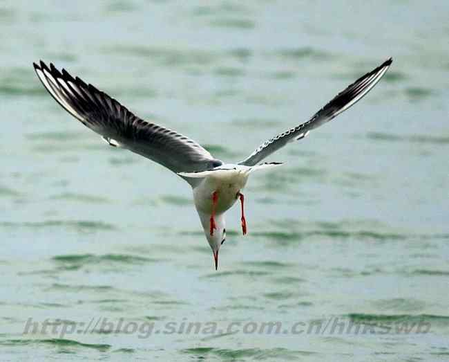 红嘴鸥 赤嘴鸥 普通海鸥 水鸽子