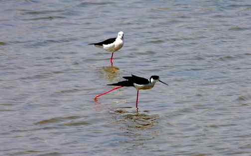 可爱的小鸟——黑翅长脚鹬