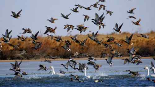 我的2007   天鹅与野鸭