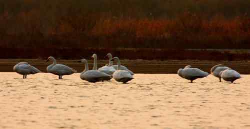 天鹅又回来了 不忍心打搅
