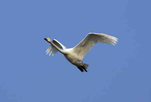 天鹅飞临黄河口