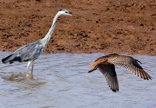 苍鹭捕鱼 长脖老等