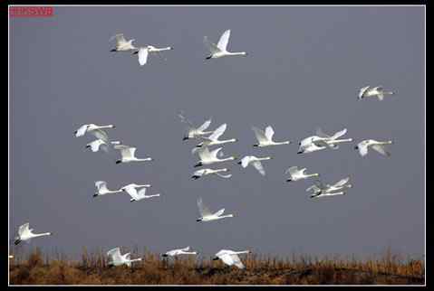 黄河故道——洁白的天鹅