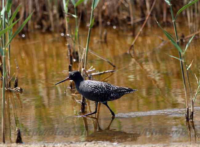 黄河入海口湿地 几种鹭类 黄河入海口湿地 几种鹭类