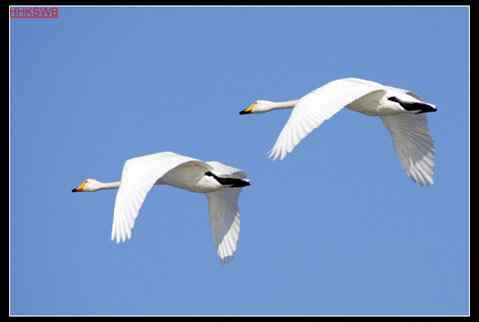 黄河故道——洁白的天鹅