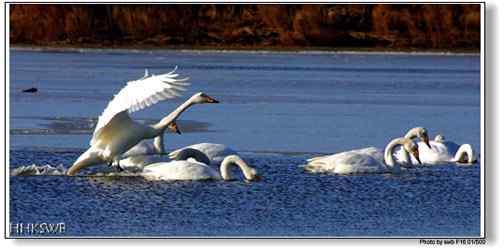 天鹅美丽展翅