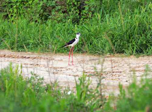 鸟通人性 鸟的图片故事