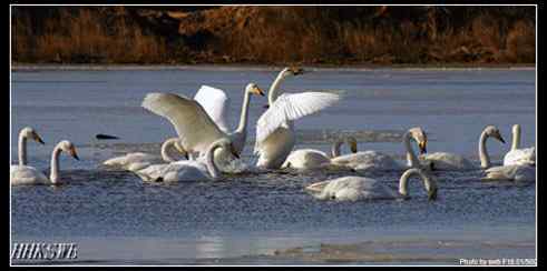 雄天鹅拍打翅膀 守护领地