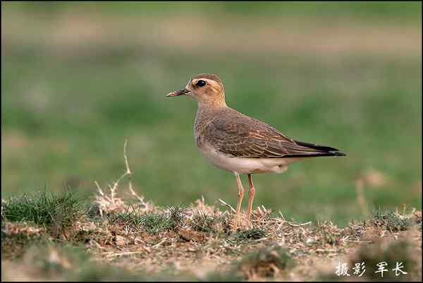 漂亮的黄眉姬翁和东方鸻 漂亮的黄眉姬翁和东方鸻
