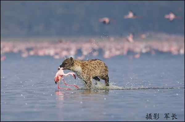 寻梦肯尼亚——鬣狗和火烈鸟(摄影故事)