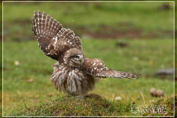 可可西里——鸟儿天堂