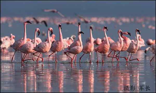 军长的肯尼亚观鸟日记