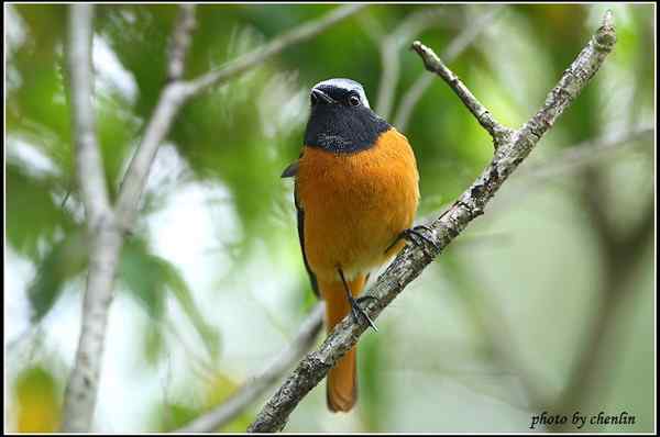 榕城又见北红尾鸲