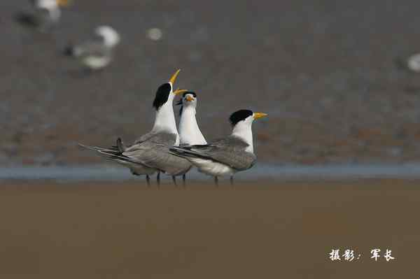 福州闽江口的海鸟(神话之鸟)
