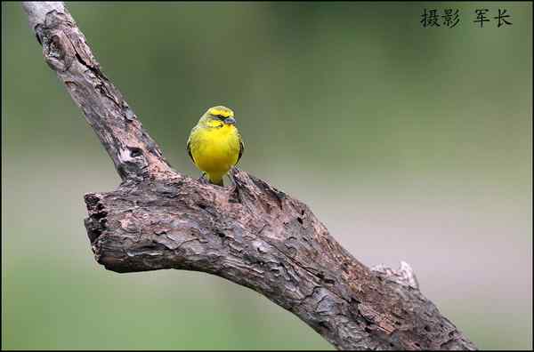 军长的肯尼亚观鸟日记