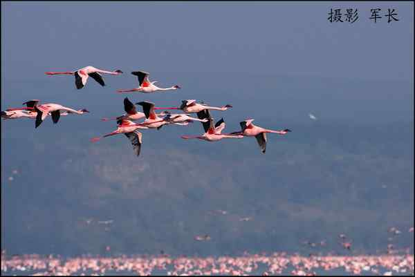 军长的肯尼亚观鸟日记