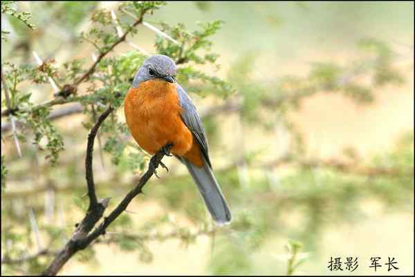 军长的肯尼亚观鸟日记