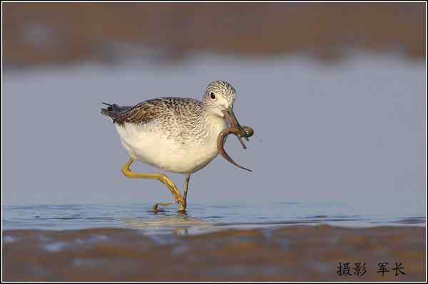 青脚鹬捕食弹涂鱼  一组抓拍
