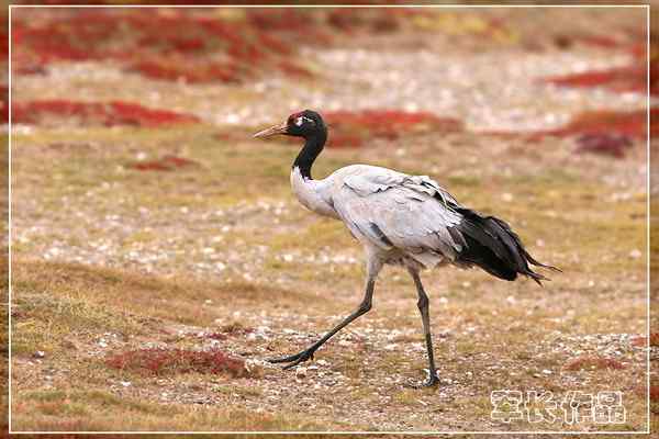 可可西里——鸟儿天堂