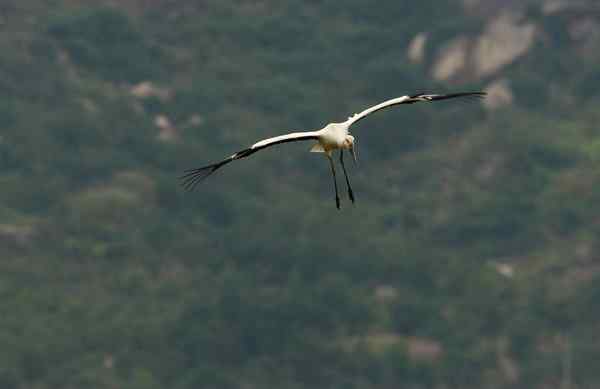 福建来了东方白鹳!