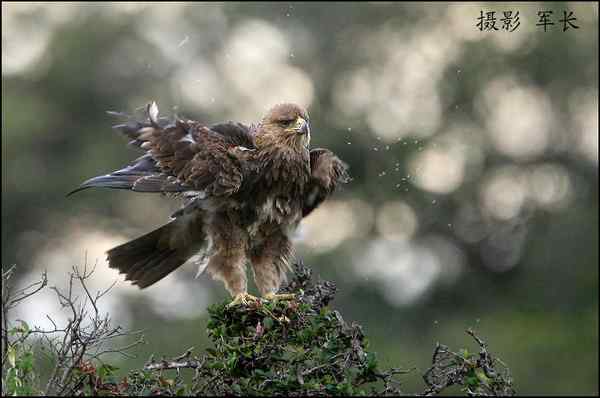 军长的肯尼亚观鸟日记