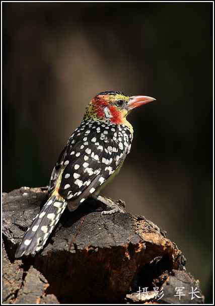 军长的肯尼亚观鸟日记