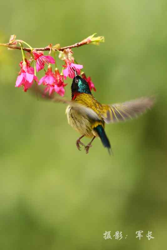 森林公园的鸟儿