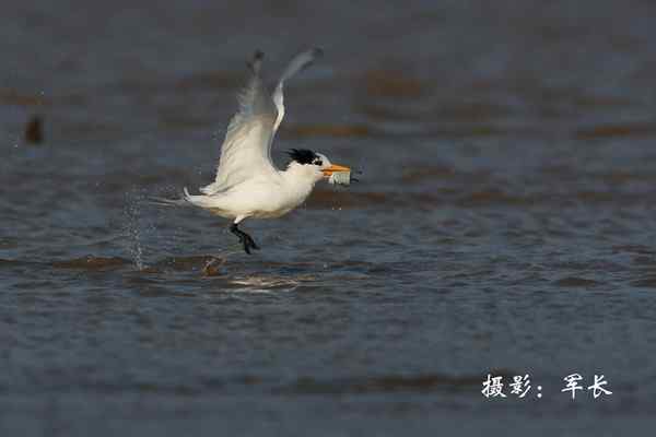 马祖现神话鸟黑嘴端凤头燕鸥 塑料卡嘴危在旦夕 马祖现神话鸟黑嘴端凤头燕鸥 塑料卡嘴危在旦夕