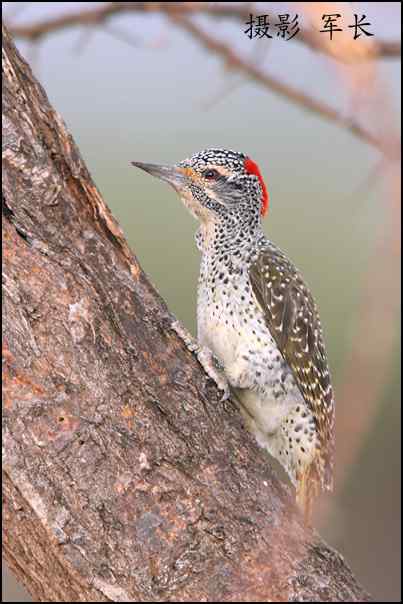 军长的肯尼亚观鸟日记