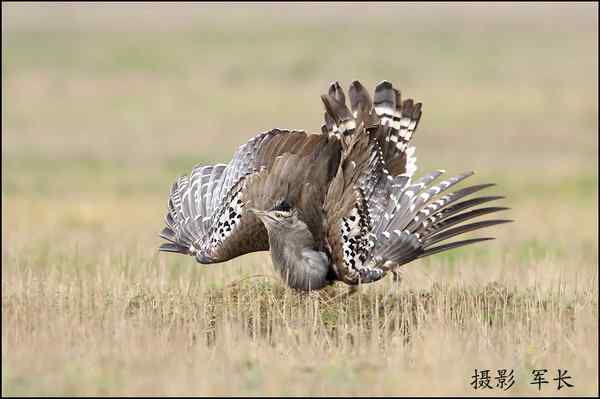 军长的肯尼亚观鸟日记