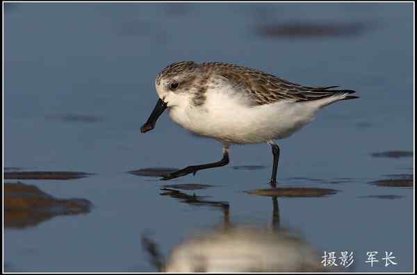 拍鸟——勺嘴鹬