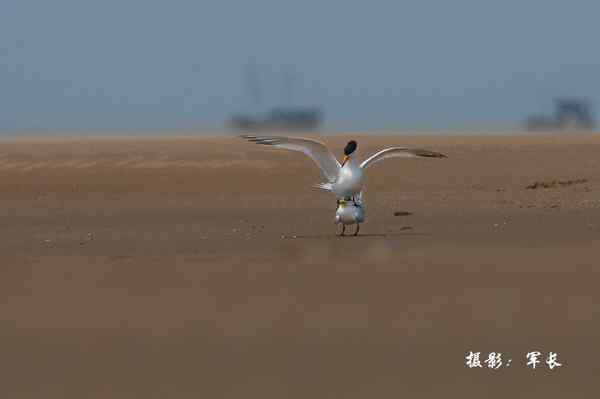 福州闽江口的海鸟(神话之鸟)