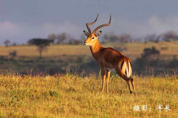 寻梦肯尼亚——鬣狗和火烈鸟(摄影故事)