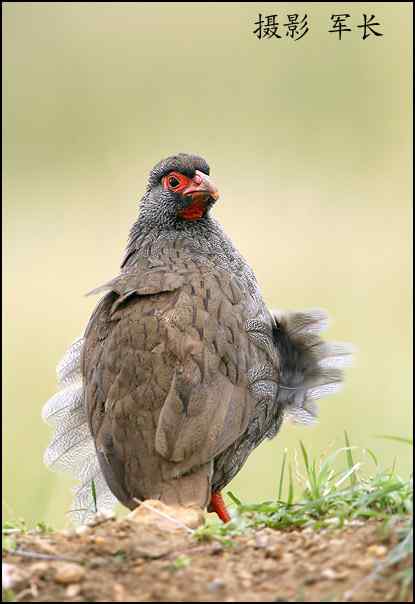 军长的肯尼亚观鸟日记
