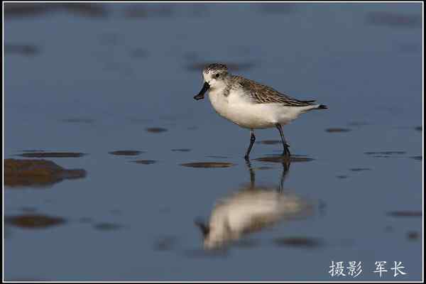 拍鸟——勺嘴鹬