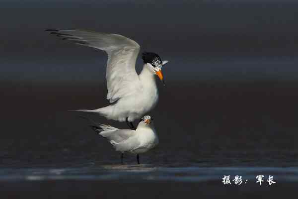 激情一夏——再次寻觅神话之鸟黑嘴端凤头燕鸥