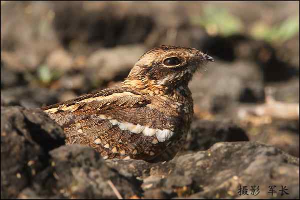 军长的肯尼亚观鸟日记