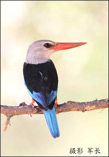 军长的肯尼亚观鸟日记