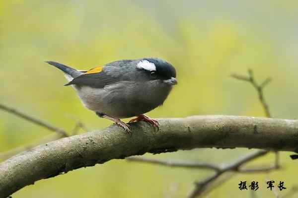今年的鸟况不好之五上龙栖山